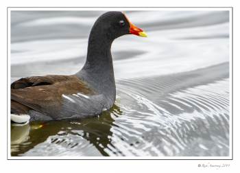 common gallinule 1.jpg